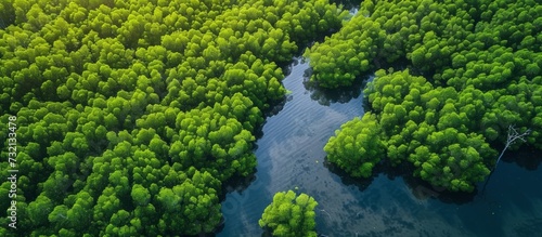 The mangrove forest as seen from above.