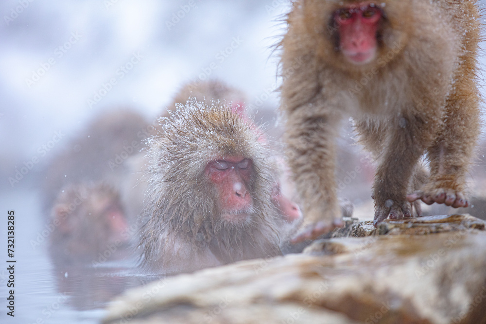 Naklejka premium 温泉ざる1