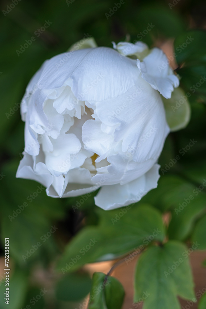 Obraz premium 白い牡丹の花のつぼみ