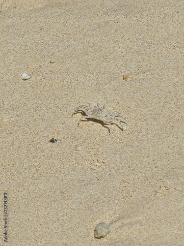 White crab on the sand