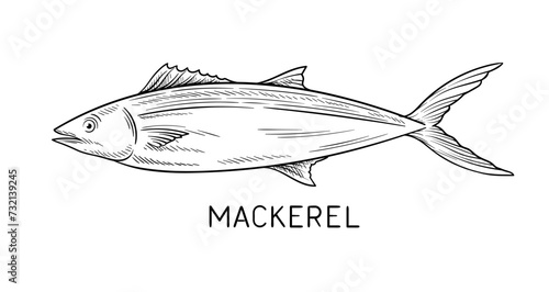 Drawing sea fauna linear. Fish mackerel with inscription. Educational material and infographics. Minimalistic creativity and art. Outline flat vector illustration isolated on white background