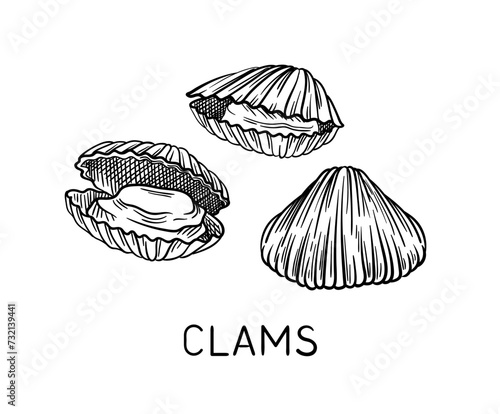 Drawing sea fauna linear. Clams with inscription. Educational material. Minimalistic creativity and art. Underwater dweller. Outline flat vector illustration isolated on white background