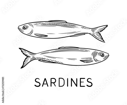 Drawing sea fauna linear. Sardines with inscription. Educational material. Sticker for social networks. Underwater dweller. Outline flat vector illustration isolated on white background