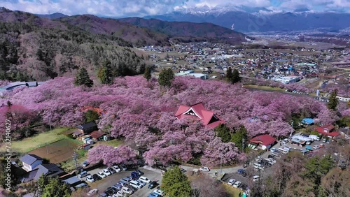 桜満開 photo