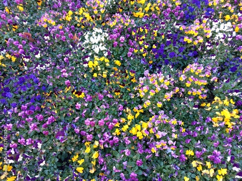 Piante e fiori multicolore in un giardino pubblico della città photo