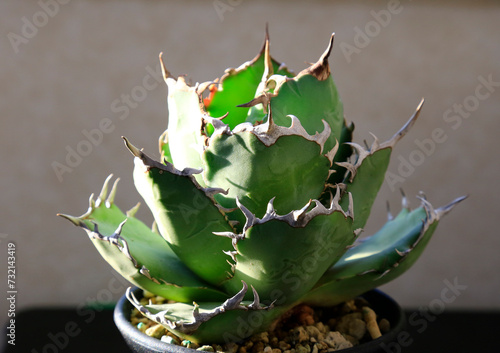 綺麗なアガベチノチタ　