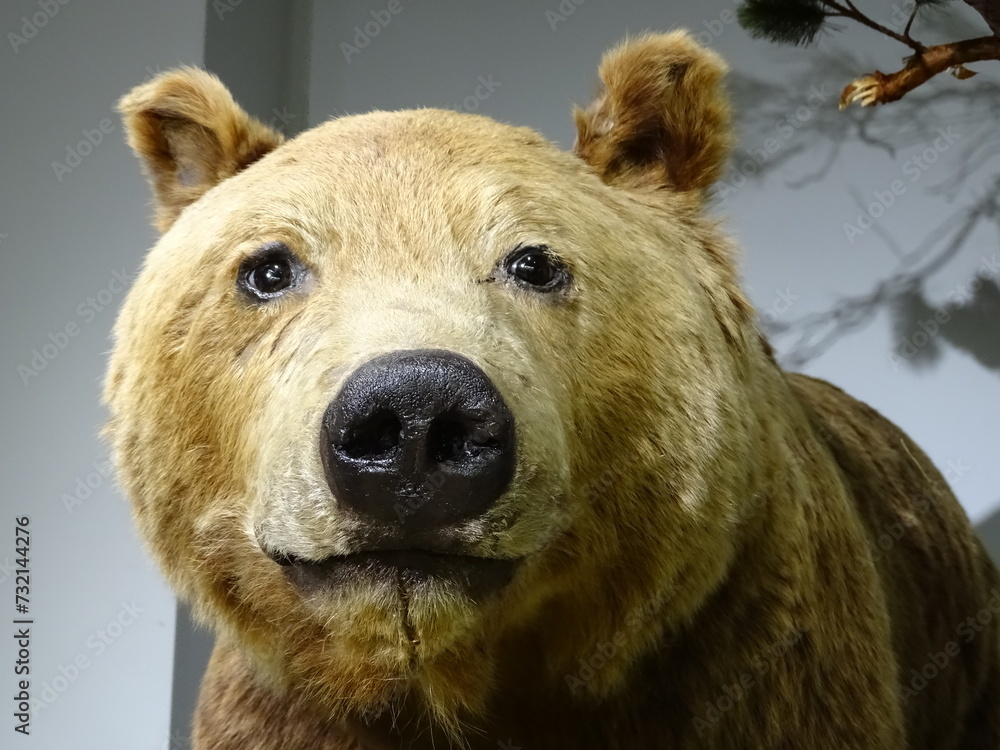 Fototapeta premium brown mummy bear portrait