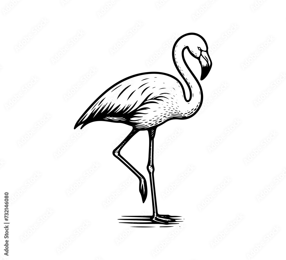 greater flamingo hand drawn vector illustration graphic