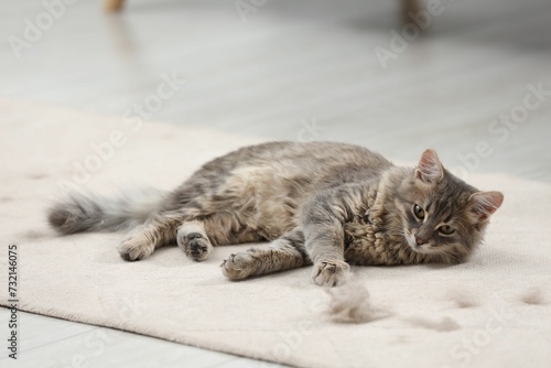 Cute cat and pet hair on carpet indoors photo
