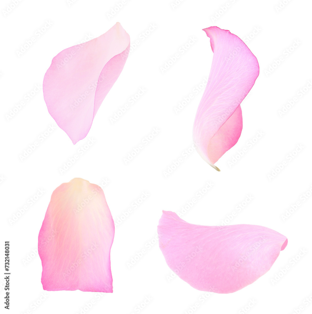 Pink rose petals isolated on white, set Pink rose petals isolated on white, set