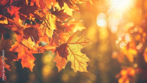 Autumn leaves backlit by a warm, glowing sunlight
