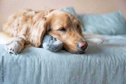 Golden Retriever Sleeping Peacefully with Stuffed Toy. Dog peacefully asleep on a light green bed in a room adorned with peach-colored walls. The dog tenderly rests its head on a plush stuffed toy