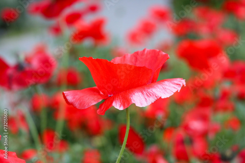 red poppy flower in garden