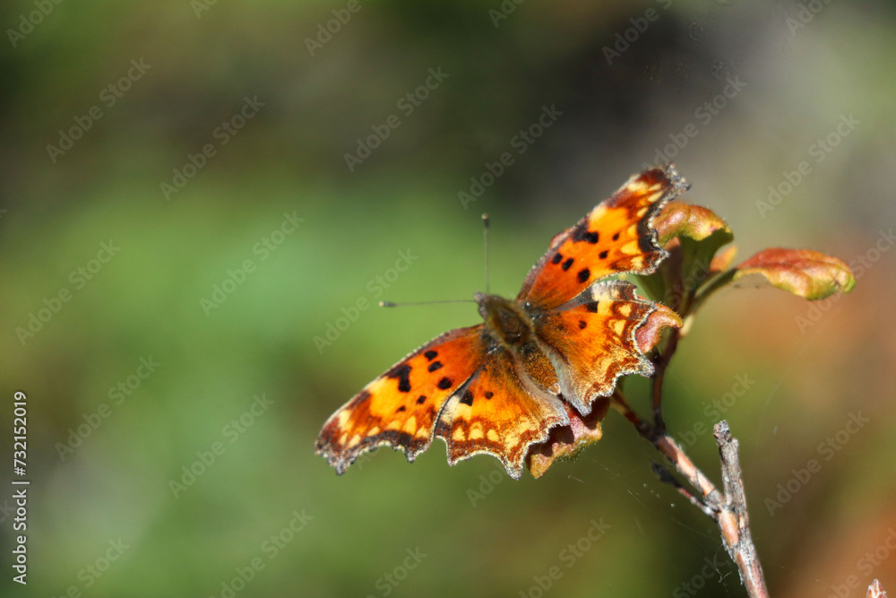 butterfly on a flower butterfly on a flower