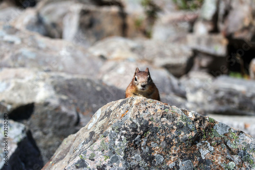 squirrel on rock in the mountains