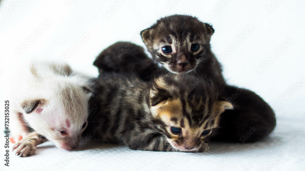 tiny cute bengal kittens of different colors on a white background tiny cute bengal kittens of different colors on a white background