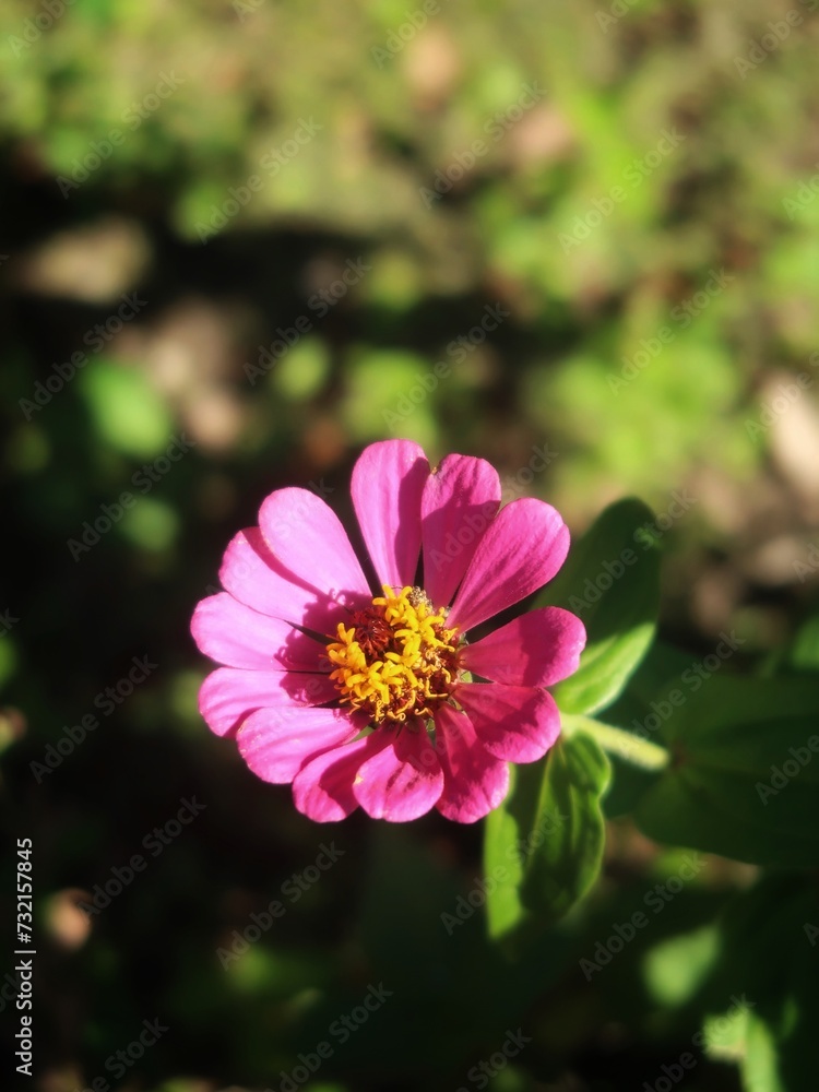 pink flower pink flower