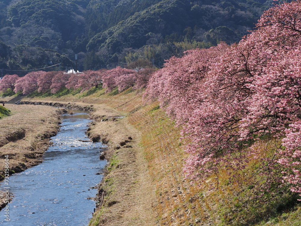 川と河津桜