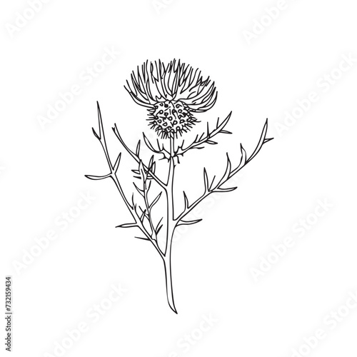 Elegant line drawing of a scottish thistle. Illustration for invites and cards