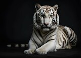 White Tiger portrait on dark background