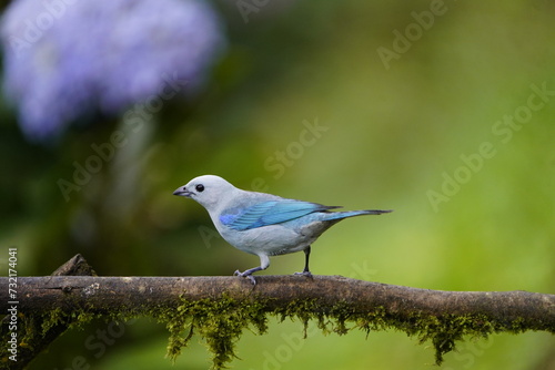 The azure-shouldered tanager (Thraupis cyanoptera), locally called sanhaçu, is a species of bird in the family Thraupidae. Costa Rica. © guentermanaus