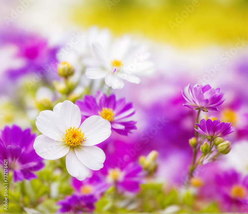 Flowers bloom in a vibrant garden  showcasing nature s beauty in spring and summer with white  pink  and purple blossoms  including anemones  creating a stunning floral scene amidst lush greenery and 