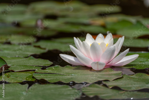 Pink lotus water lily flower in pond, waterlily with green leaves blooming