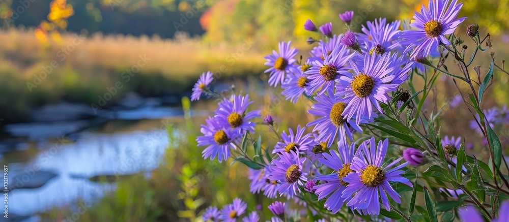 The foreground is filled with purple flowers while a river can be seen in the background.