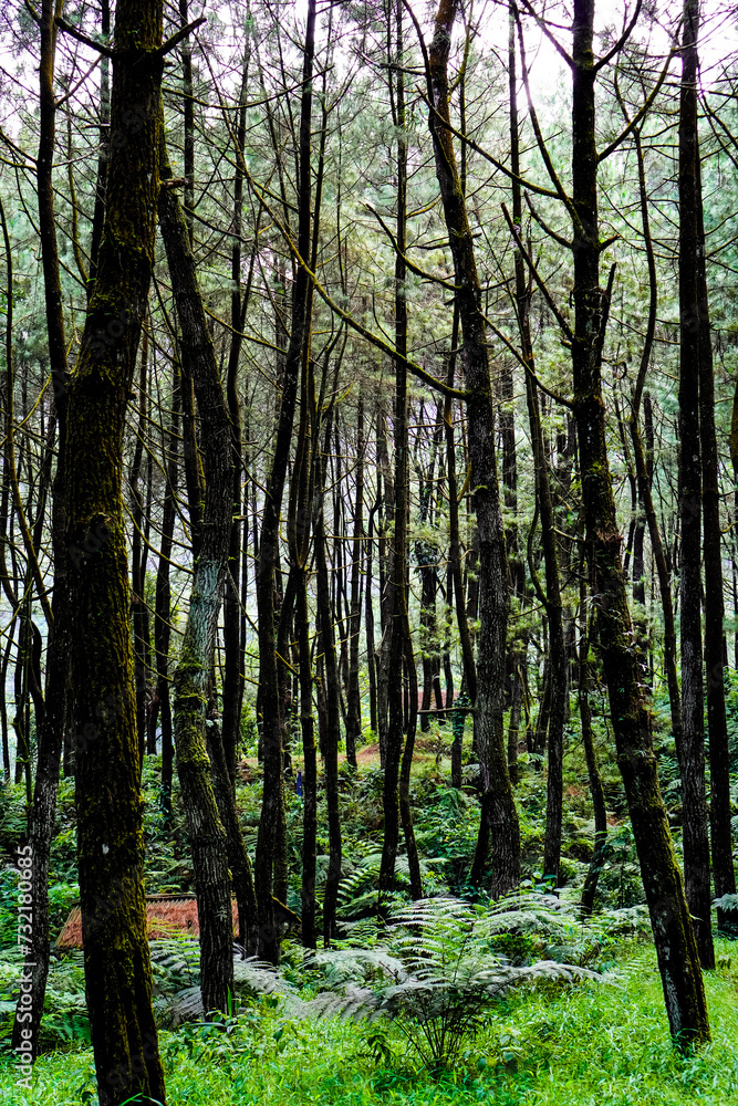 Obraz premium Pine trees that grow shady in the forests of Bogor, West Java.