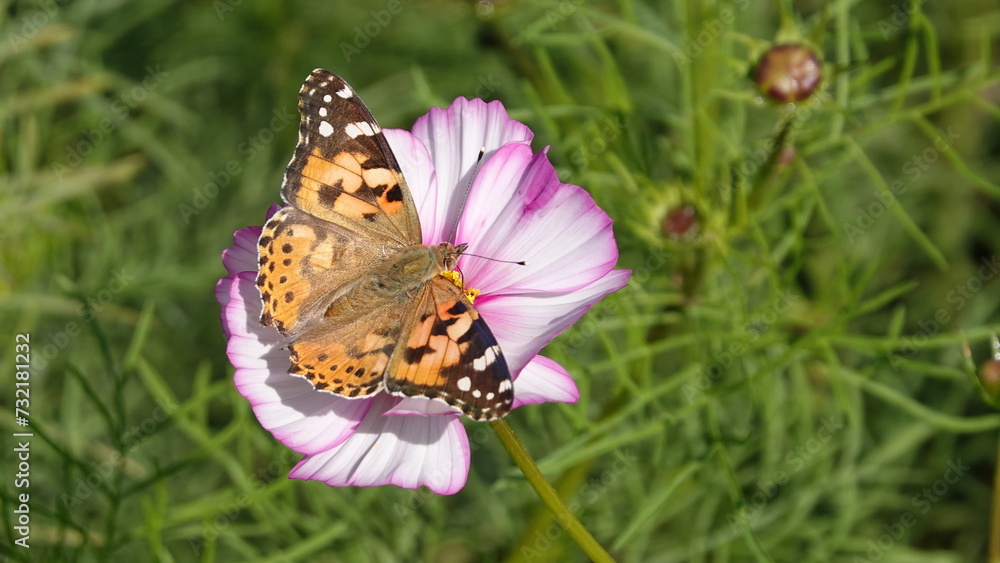 Obraz premium チョウとコスモス