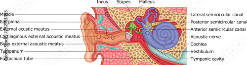 耳　構造　イラスト　英語