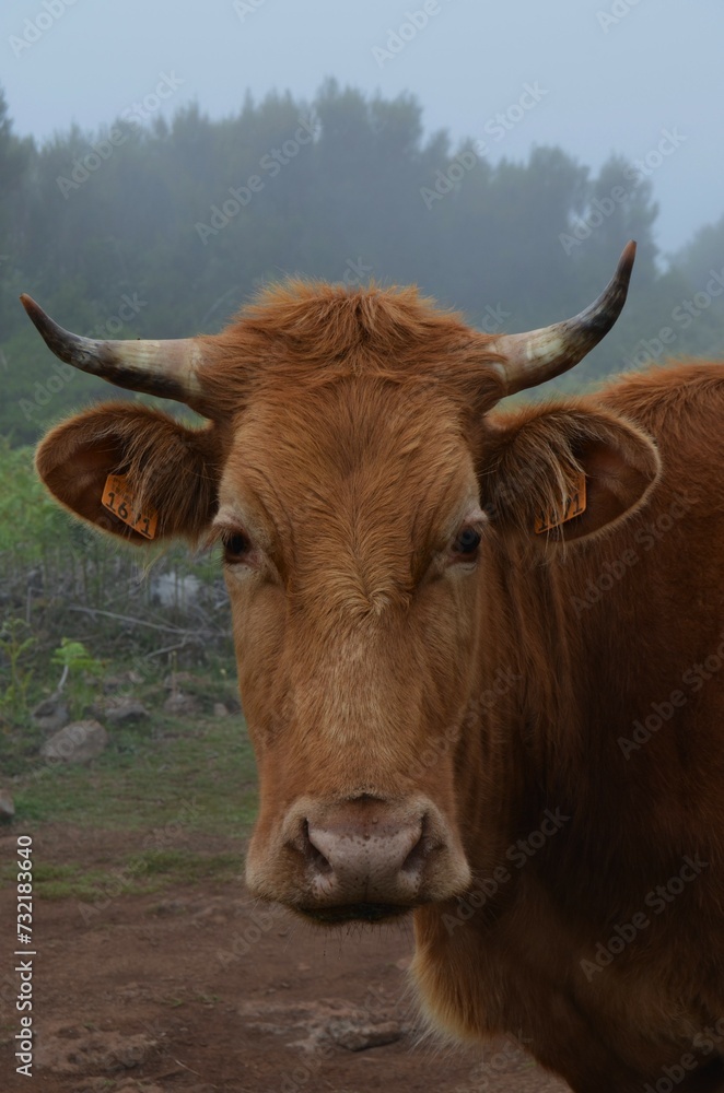 cow on the farm