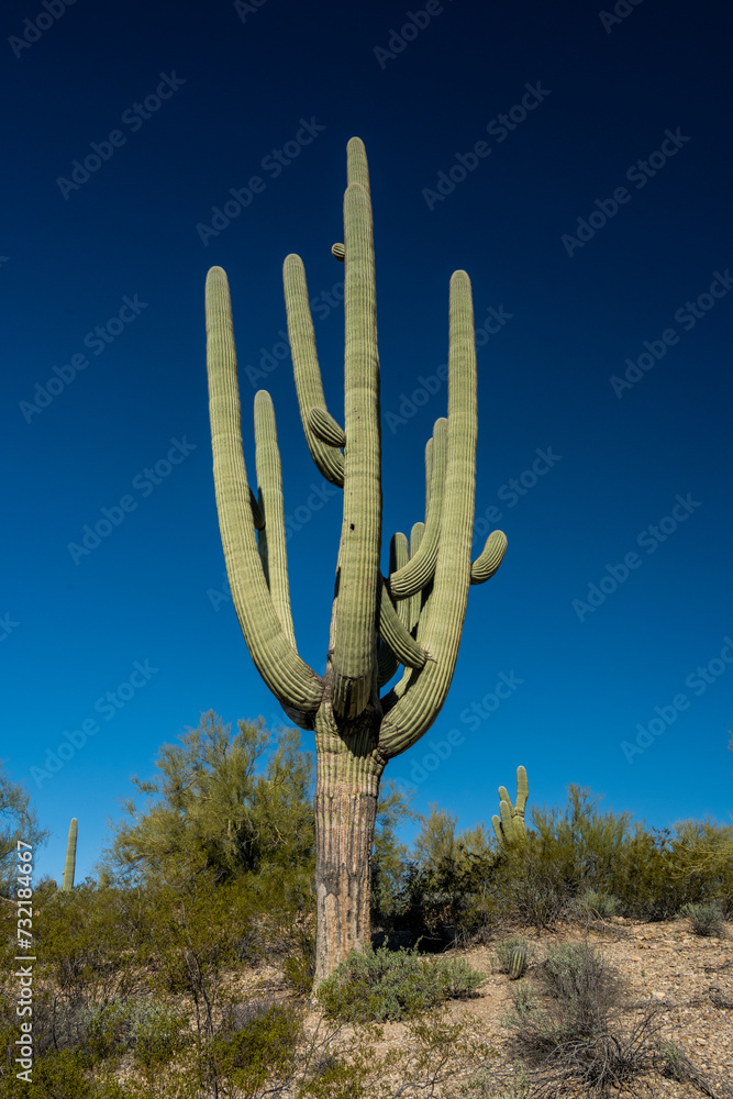 Single Saguaro With Multiple Arms Stands Tall Against Bright Blue Sky