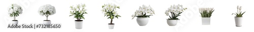 4 kinds of White Flowers Tree in white ceramic pots  isolated on transparent background.