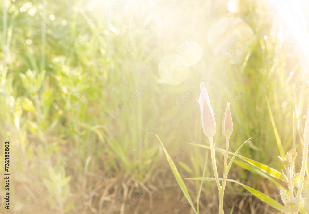 Sunburst Breaks Over Unopened Sego Lilies
