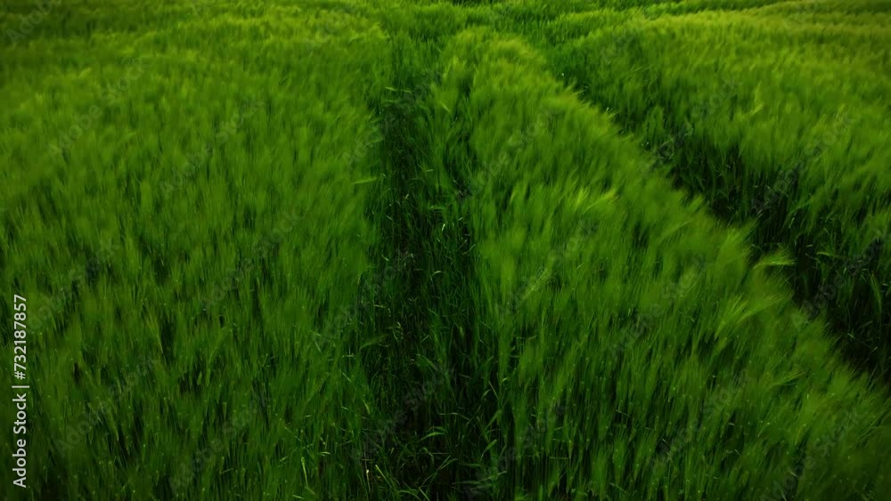 Scenic view of bright green plants on the farm field Scenic view of bright green plants on the farm field