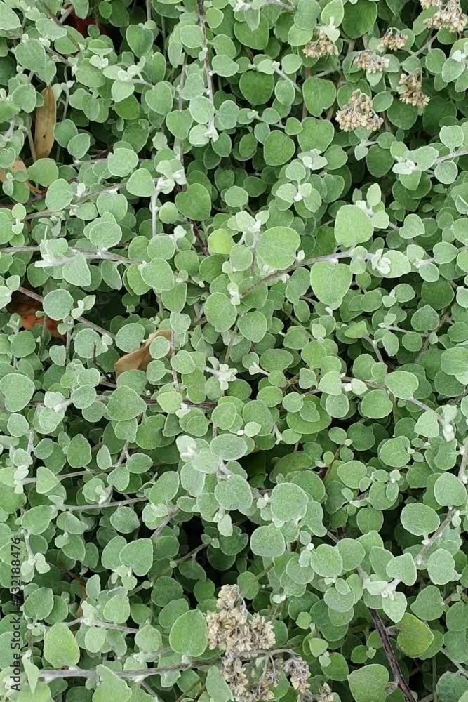 green leaves of Dichondra Silver Falls plant green leaves of Dichondra Silver Falls plant