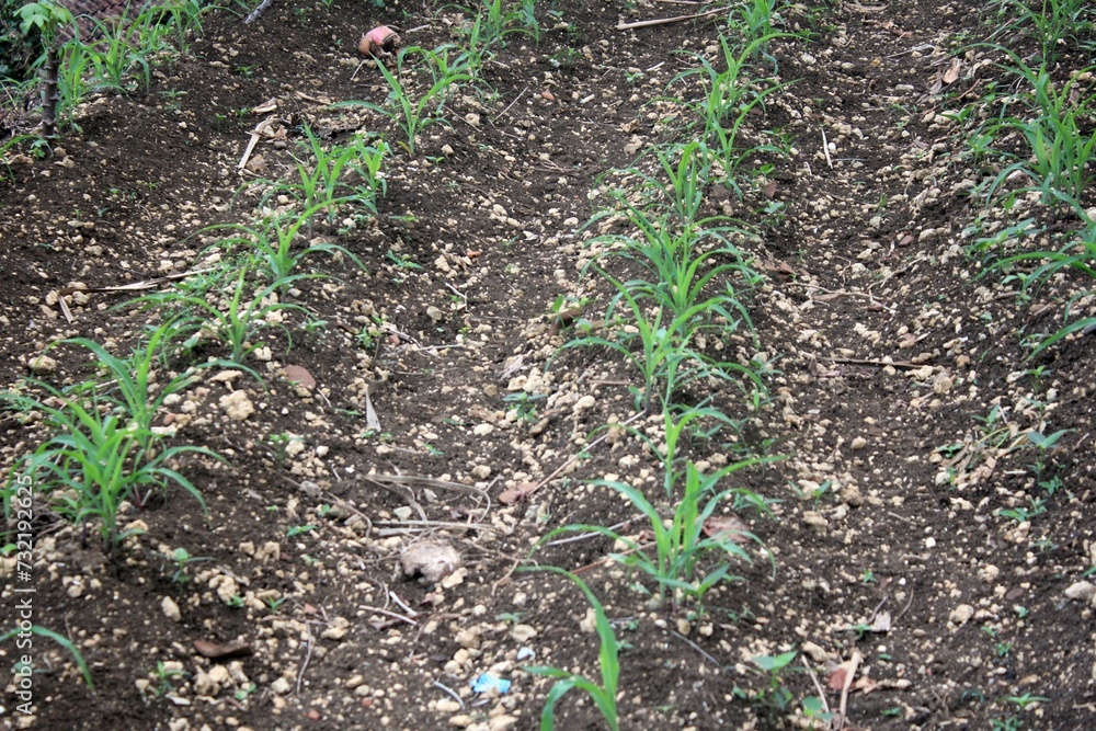 Corn plants that are still growing are small Corn plants that are still growing are small