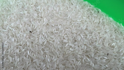 The rice weevil or Sitophilus oryzae on the uncooked rice photo