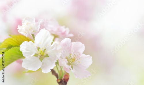 桜の花 © JIN