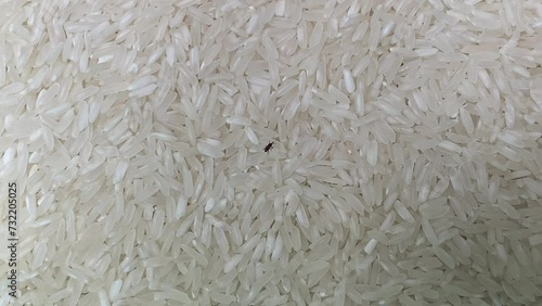 The rice weevil or Sitophilus oryzae on the uncooked rice photo