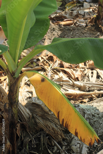 banana plant affected by deadly Fusarium wilt disease Tropical Race 4 fungus  photo