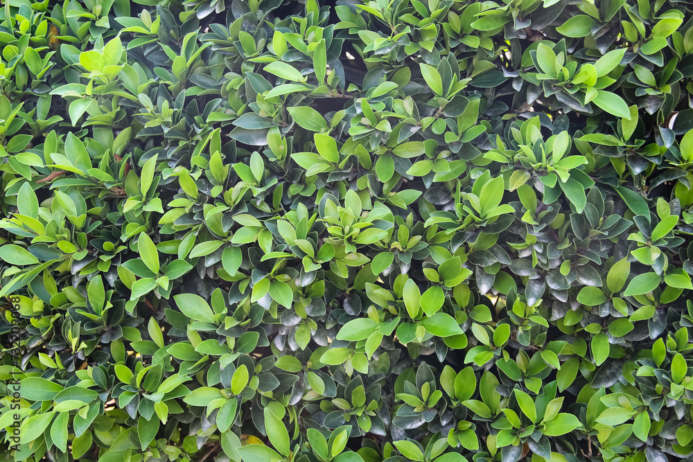 Green leaf wall with light and dark texture natural patterns on background Green leaf wall with light and dark texture natural patterns on background