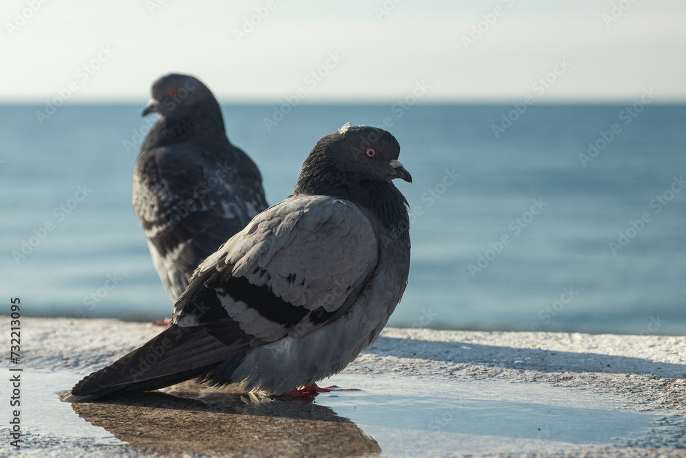 Fototapeta premium Close-up of a Mediterranean pigeon (rock pigeon) on a beach near the sea, with the background blurred