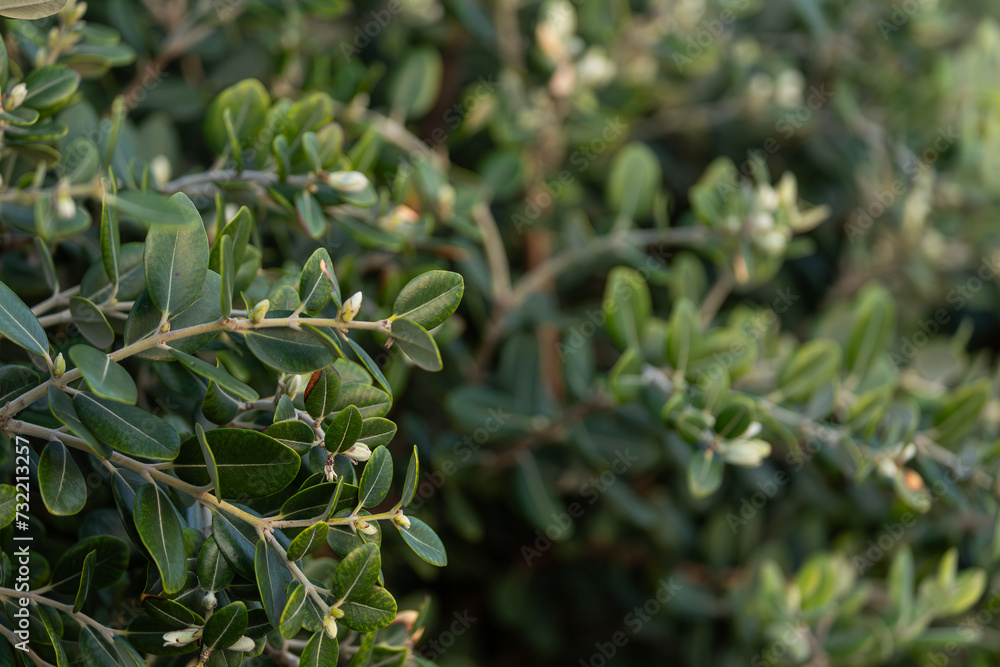 Close-up of a bright green bush and a huge number of small leaves, neatly trimmed. Hedge Close-up of a bright green bush and a huge number of small leaves, neatly trimmed. Hedge