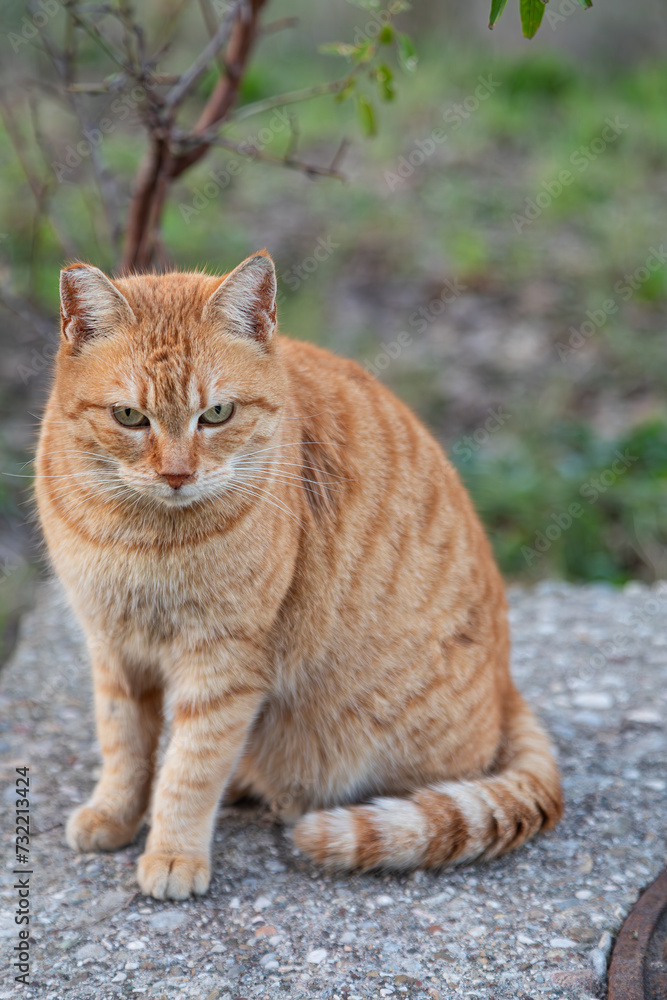 Portrait of a fluffy  orange  cat with different eyes in nature, close-up.