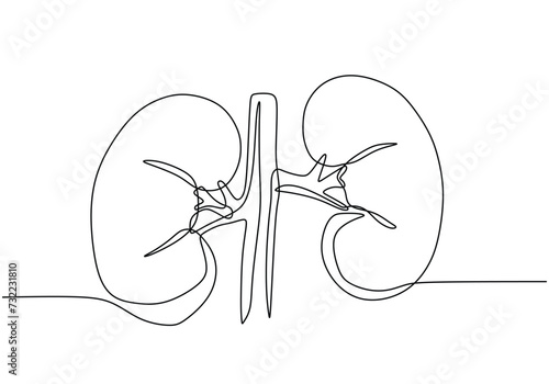 Kidney human organ one line art drawing.
