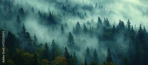 A foggy forest with trees covered in fog creates a mystical atmosphere, as clouds intertwine with the natural landscape. © AkuAku