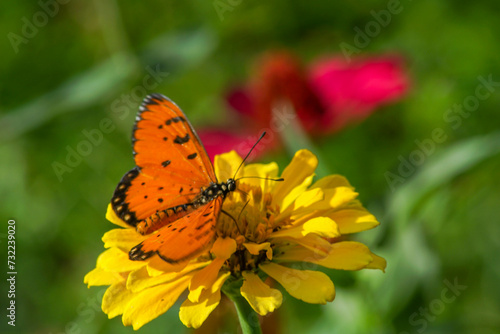 a butterfly on a yellow zinnia flower © Nurchabib