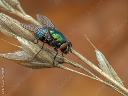 PA140319 Common greenbottle fly, Lucilia sericata, on dried grass, cECP 2023 photo
